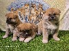  - CHIOTS AKITA INU