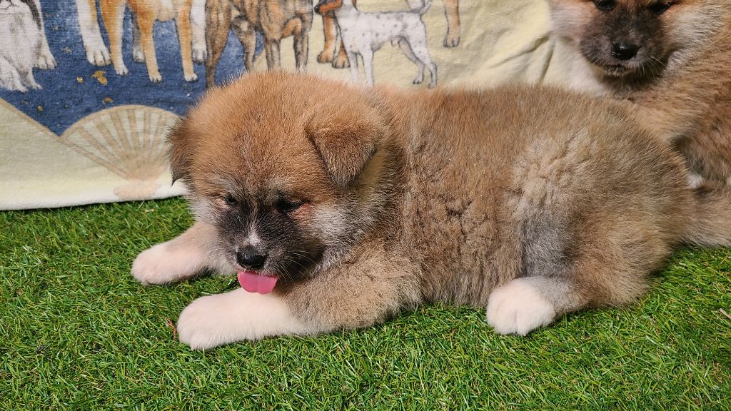 des Dragons du Soleil Levant - Chiot disponible  - Akita