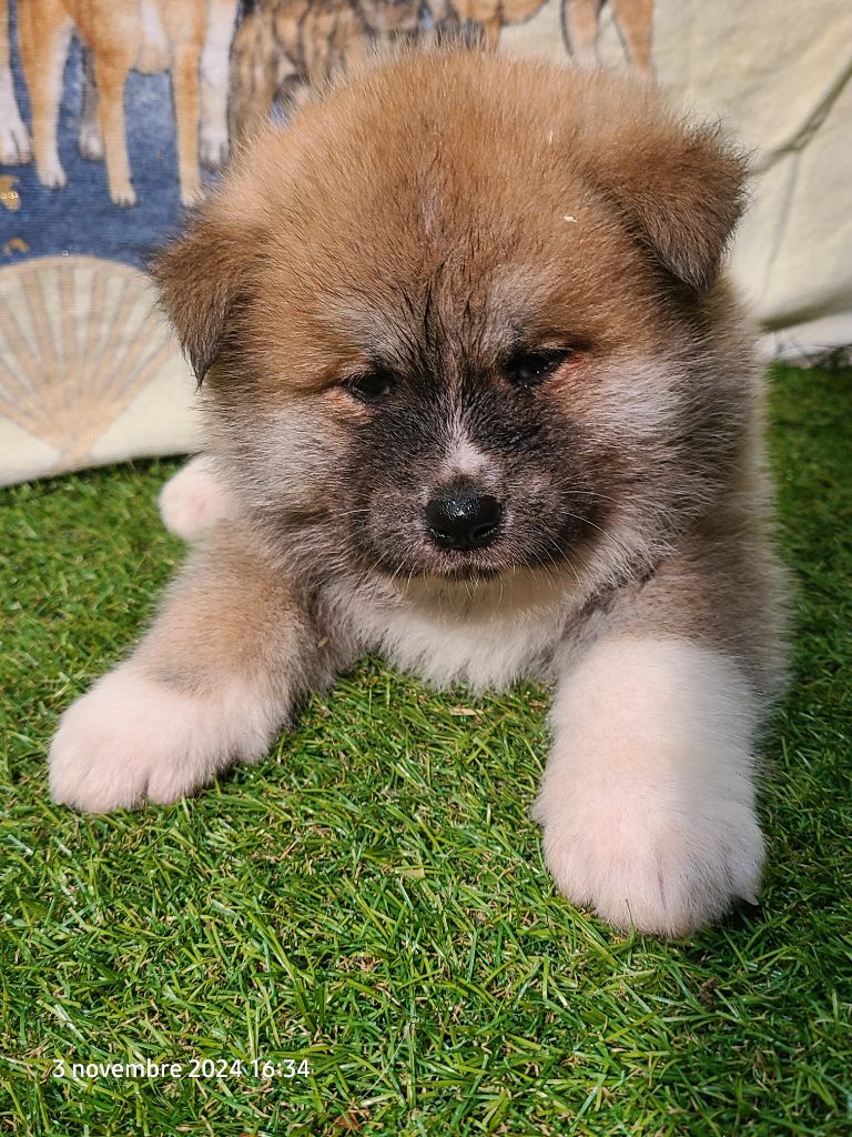 des Dragons du Soleil Levant - Chiot disponible  - Akita