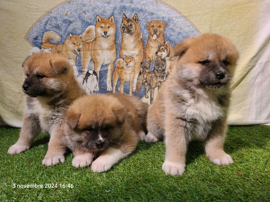 des Dragons du Soleil Levant - Chiot disponible  - Akita