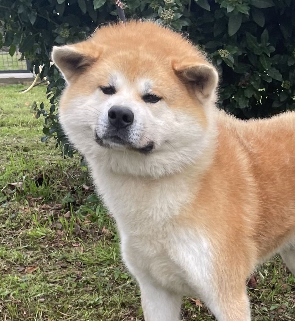 Uzen kazan go isegumo kensha