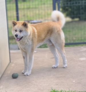 MALE AKITA INU