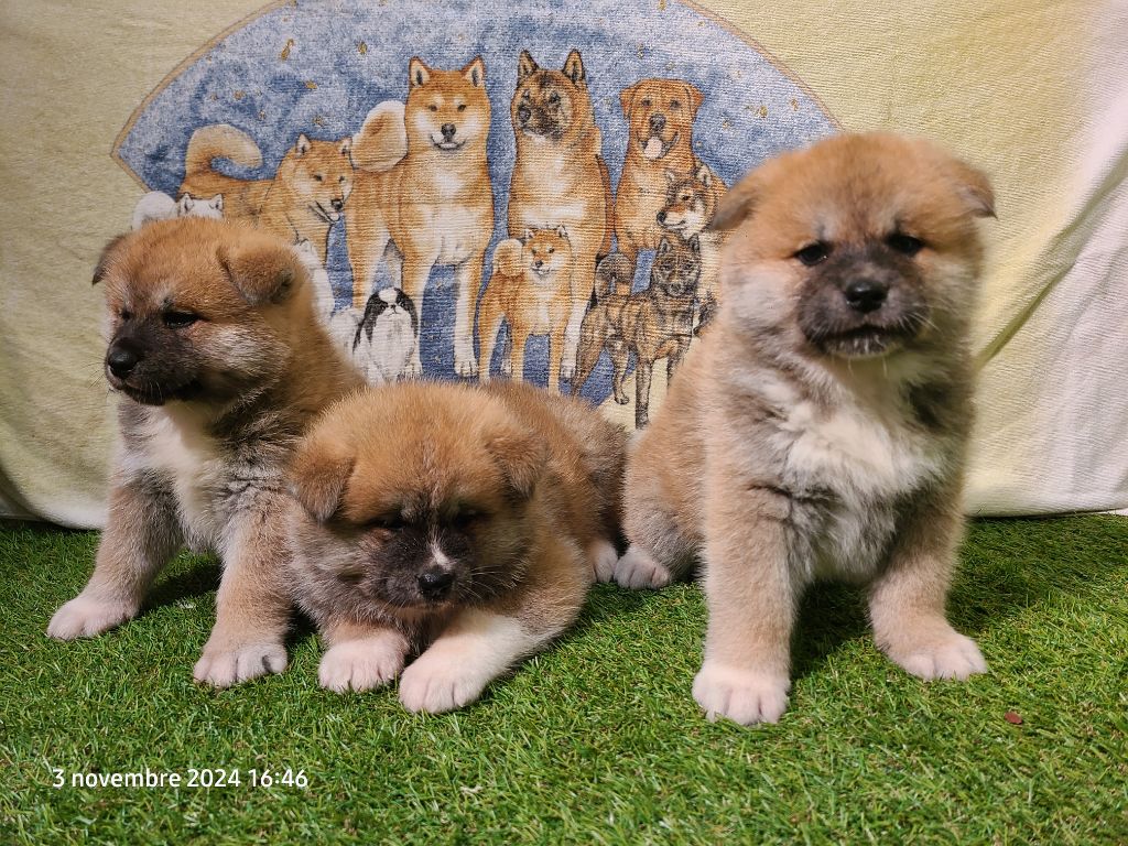 CHIOTS AKITA INU