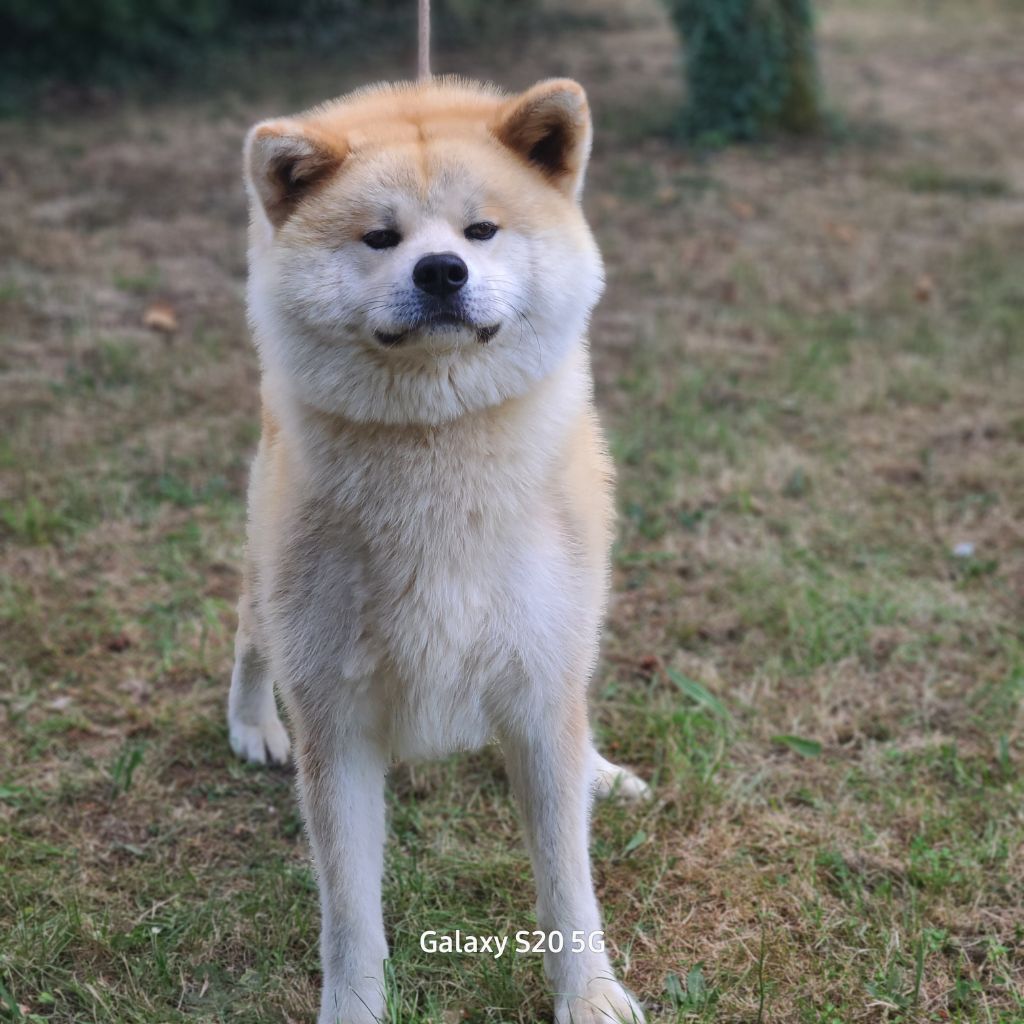 MALE AKITA INU