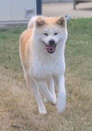 femelle akita adulte