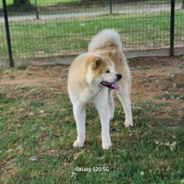 MALE AKITA INU