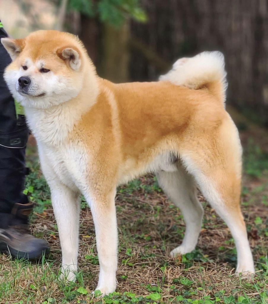 des Dragons du Soleil Levant - akita inu adulte