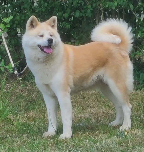 femelle akita adulte