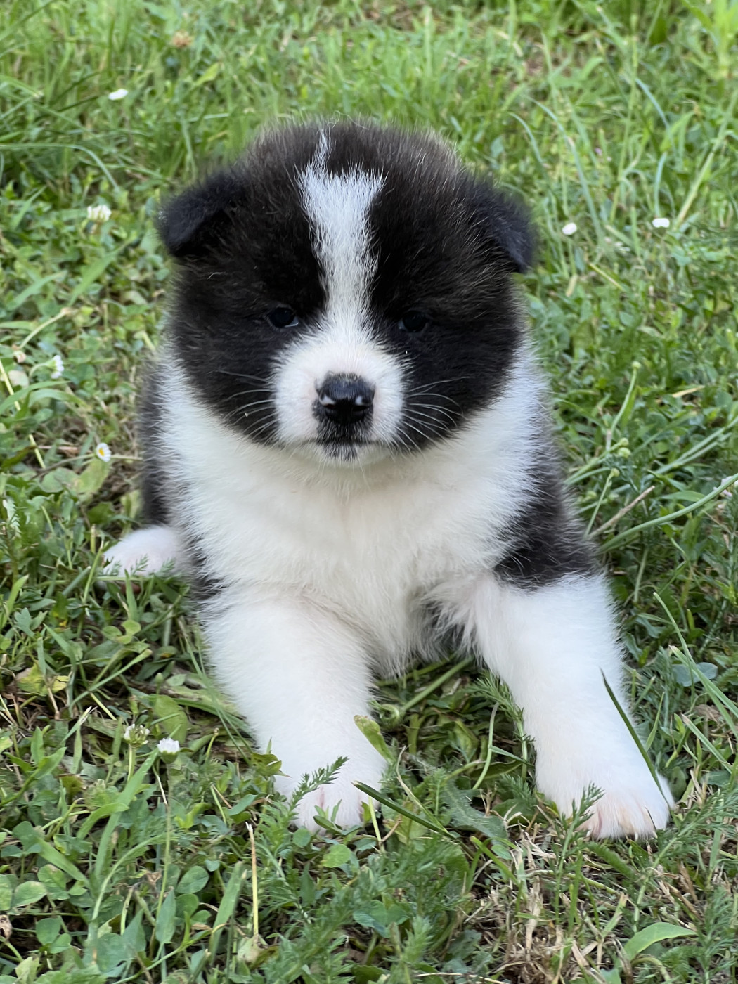 des Dragons du Soleil Levant - Chiots disponibles - Akita