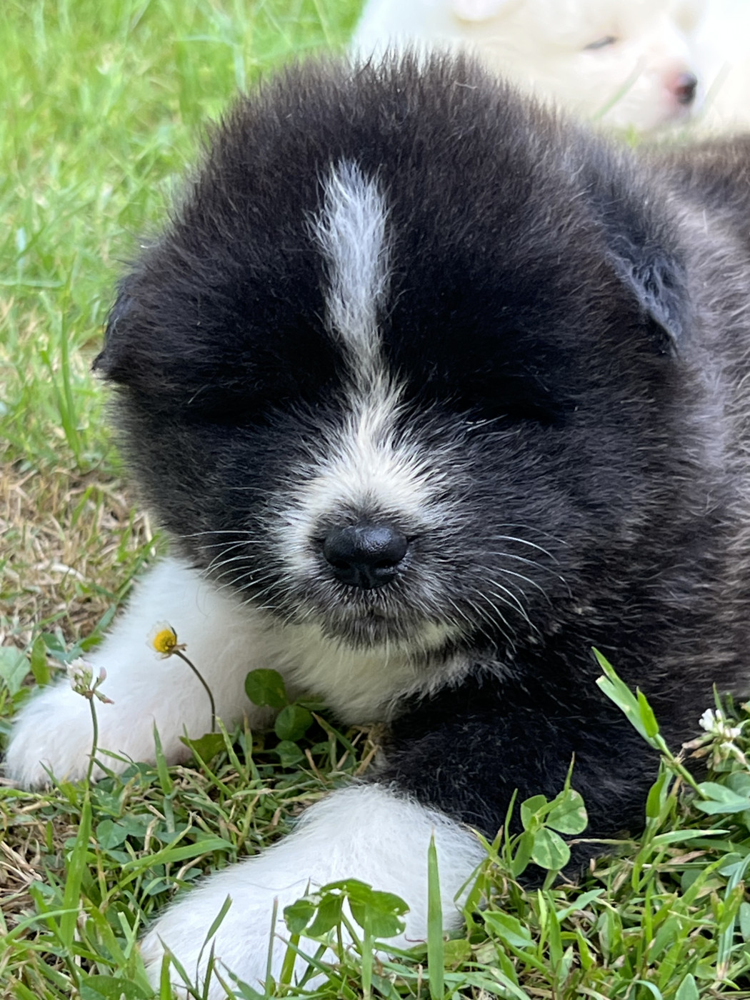des Dragons du Soleil Levant - Chiots disponibles - Akita