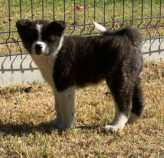 des Dragons du Soleil Levant - Chiots disponibles - Akita