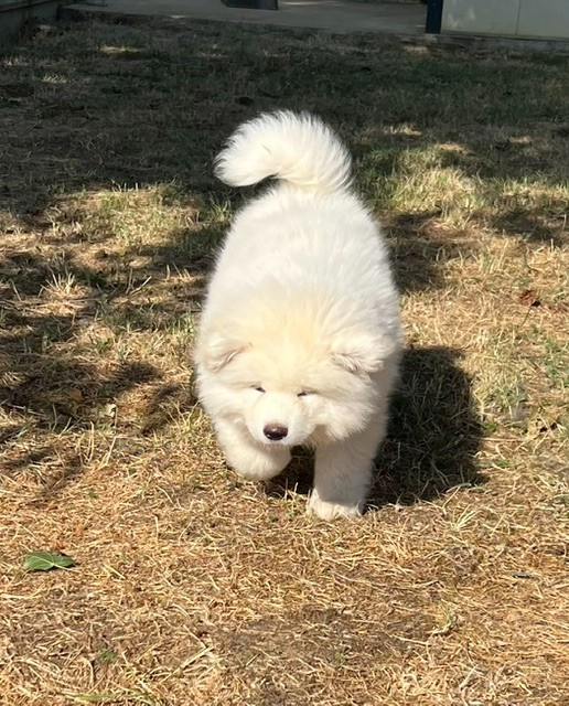 des Dragons du Soleil Levant - Chiots disponibles - Akita