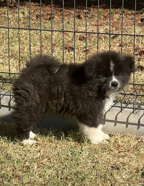 des Dragons du Soleil Levant - Chiots disponibles - Akita