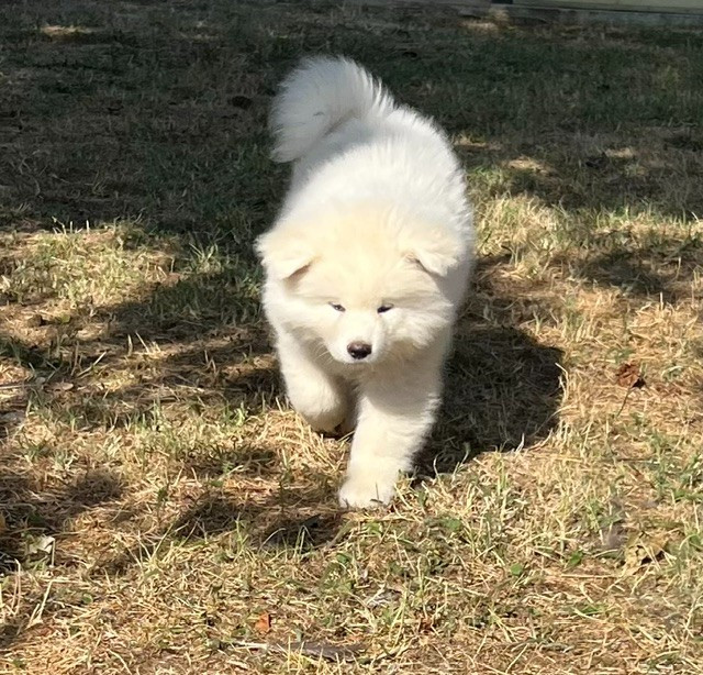 des Dragons du Soleil Levant - Chiots disponibles - Akita