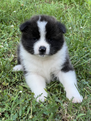 Chiot N°1